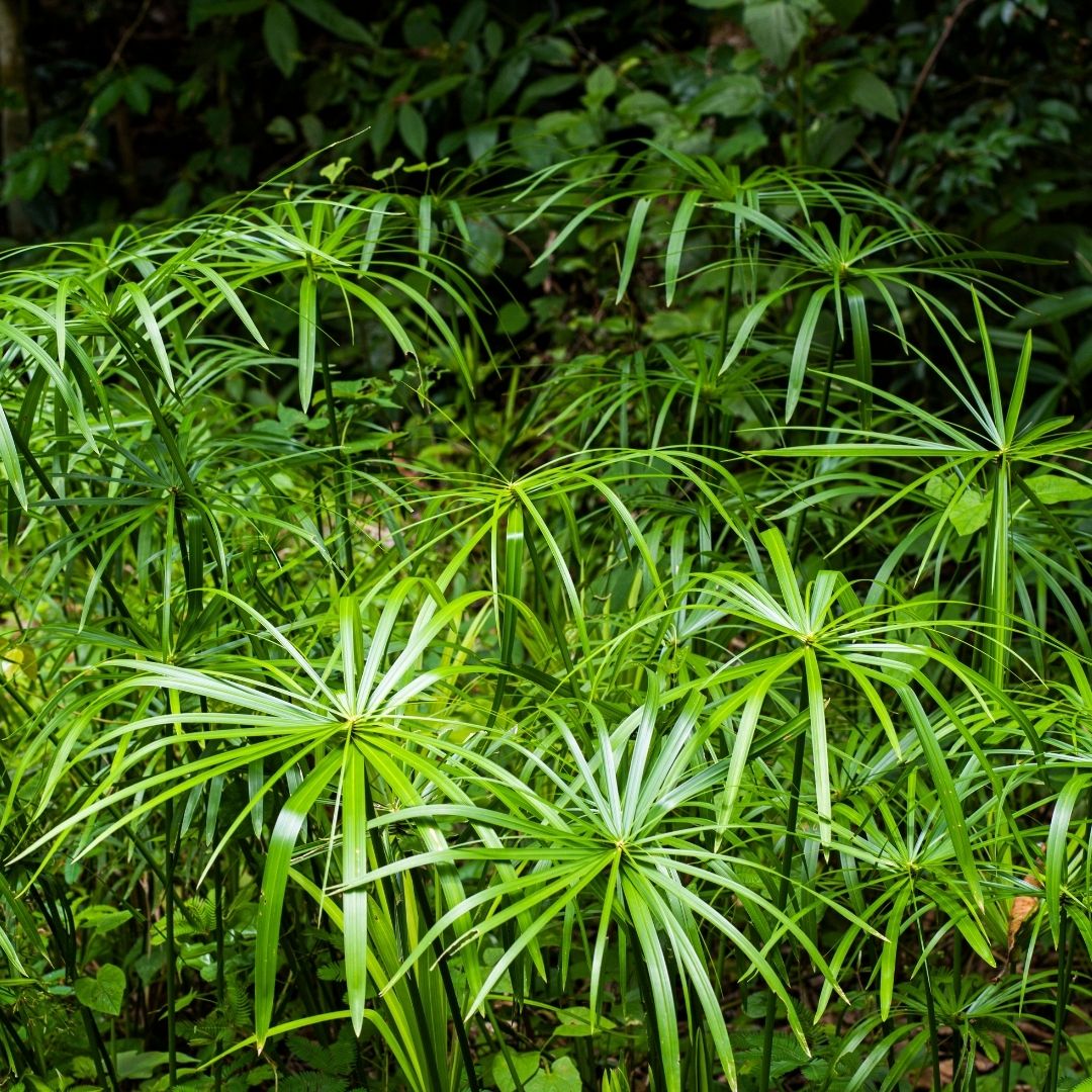 Cibora zmienna w łazience